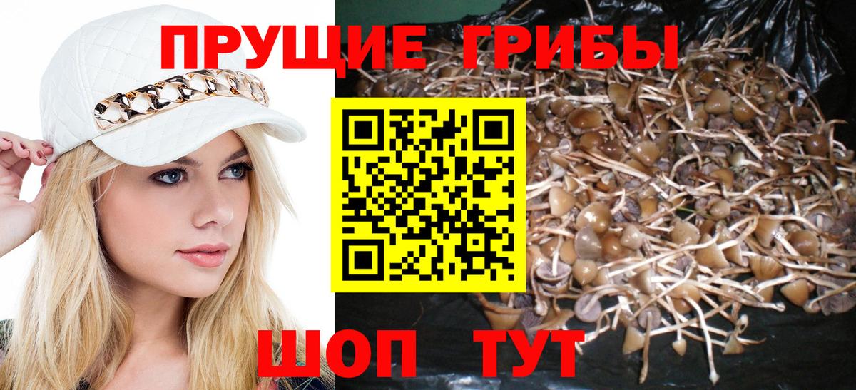 Галлюциногенные грибы Psilocybe Каменск-Уральский